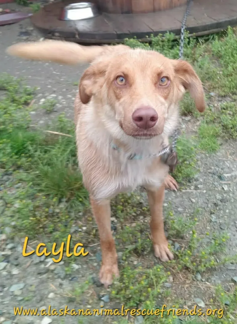 An adult large-sized female Spaniel dog named Layla for adoption in Anchorage, AK