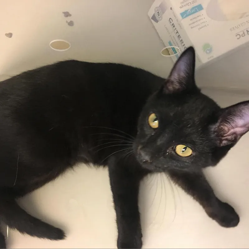 A senior large-sized male Black Domestic Short Hair cat named Andre the Giant for adoption in Evansville, IN