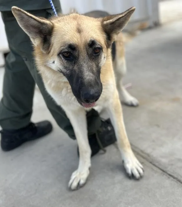 A young large-sized female German Shepherd Dog dog named Chloe for adoption in Victorville, CA