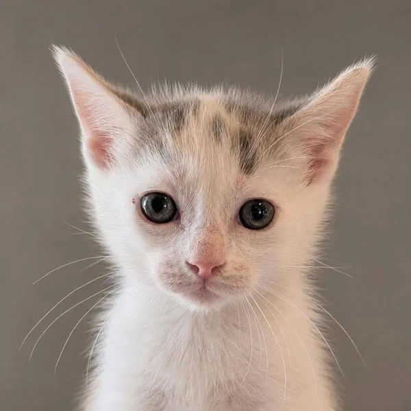 A baby small-sized male Domestic Short Hair cat named Patroclus for adoption in Austin, TX