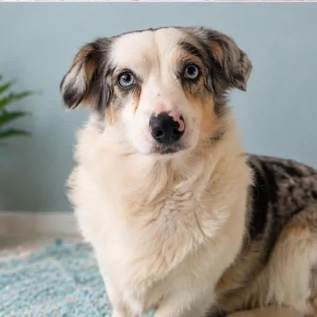 An adult medium-sized female Gray / Blue / Silver Corgi dog named Delaney for adoption in Pittsburg, KS