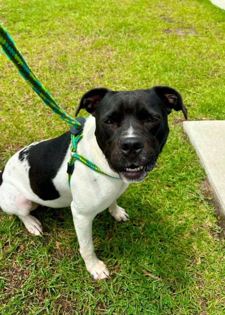 A young medium-sized female Pit Bull Terrier dog named Alani for adoption in New Bern, NC