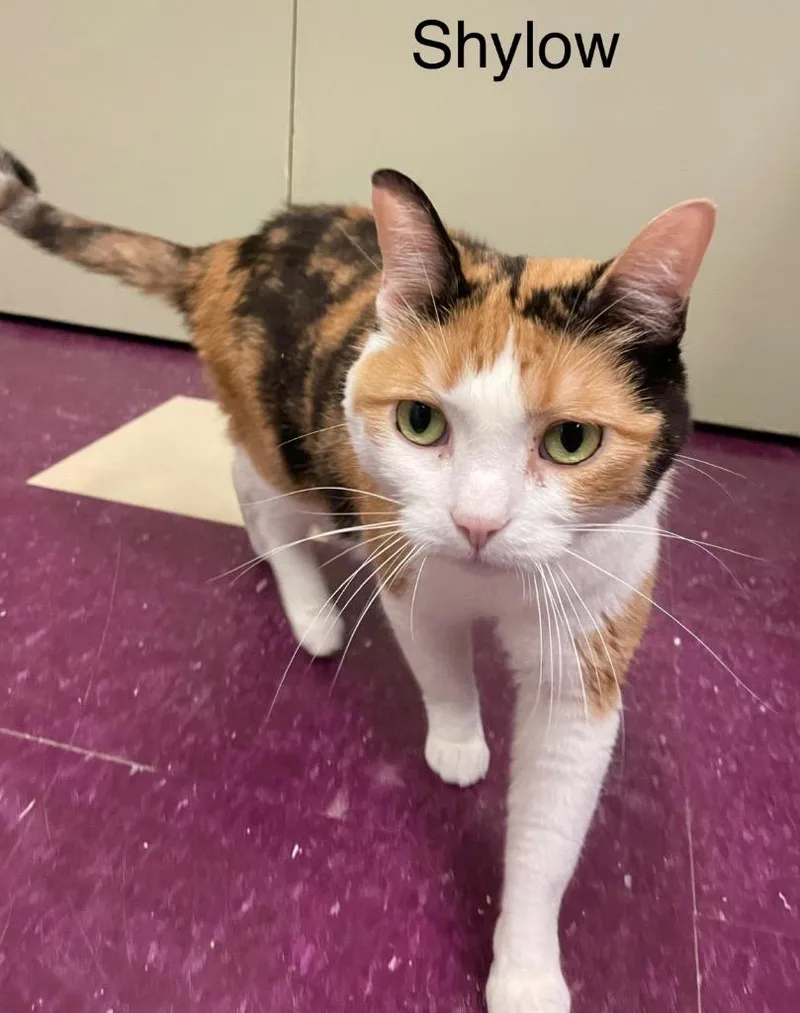 A senior medium-sized female Domestic Short Hair cat named Shylow for adoption in Muskegon, MI
