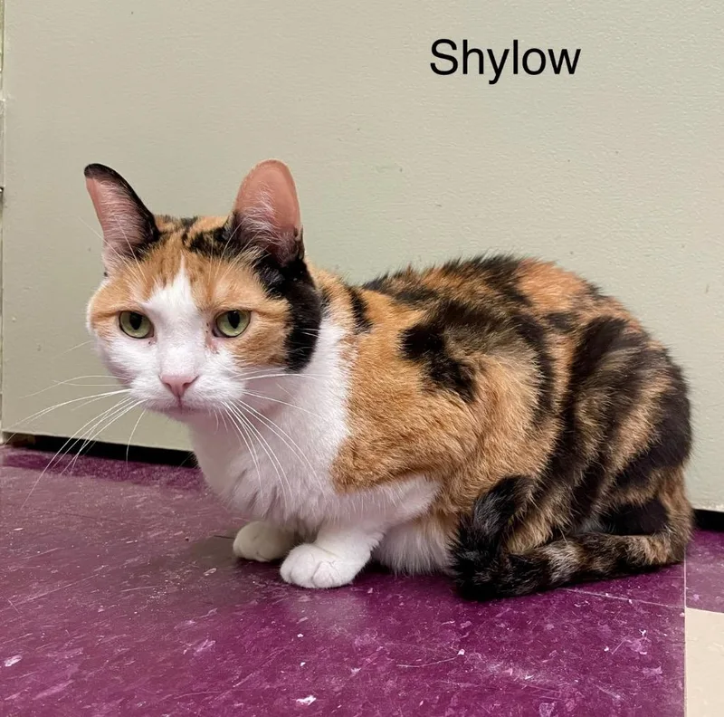 Shylow thumbnail 2