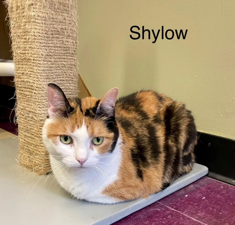 Shylow thumbnail 3