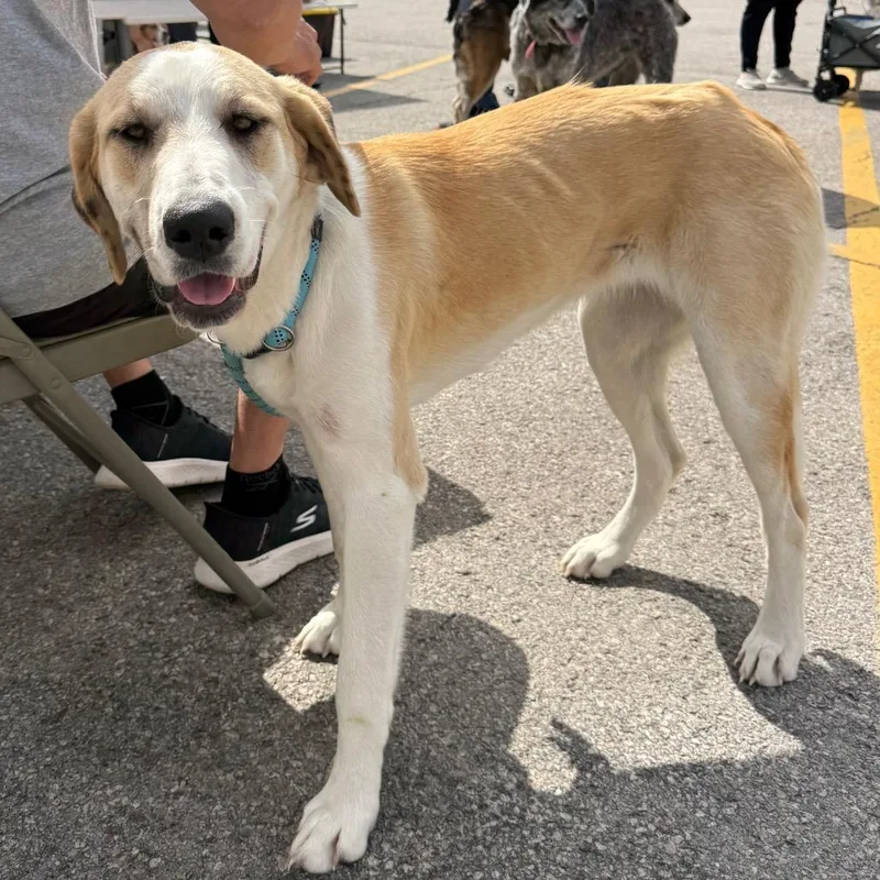 A young large-sized female Yellow / Tan / Blond / Fawn Catahoula Leopard Dog dog named Annie for adoption in Ennis, TX