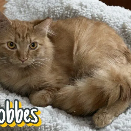 A baby small-sized male Tabby cat named Hobbes for adoption in Gilbert, AZ