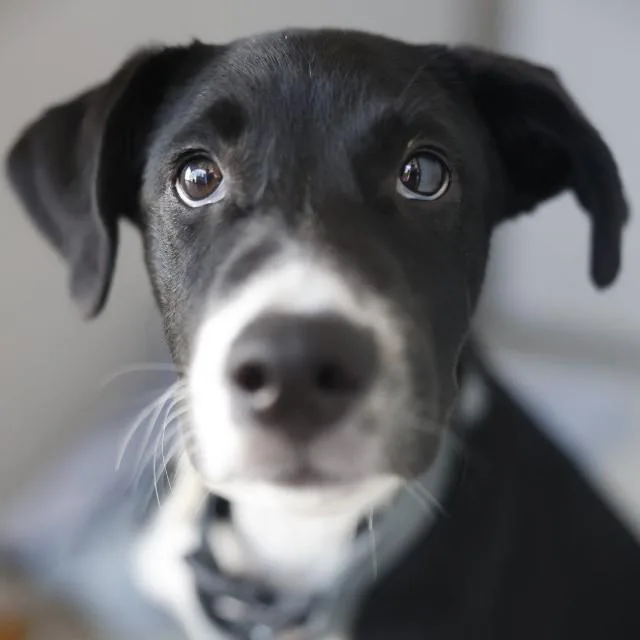 A baby medium-sized male Shepherd dog named Hughie for adoption in San Antonio, TX