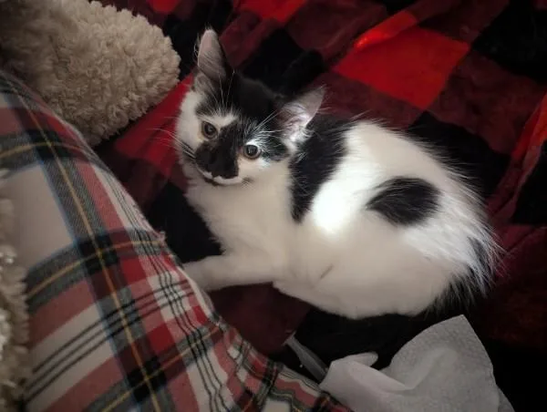 A young medium-sized female Black & White / Tuxedo Domestic Medium Hair cat named Rarity for adoption in Kannapolis, NC