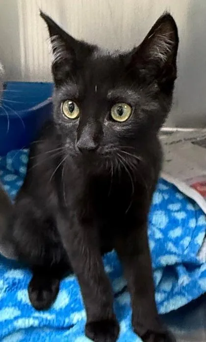 A baby small-sized male Domestic Short Hair cat named Spiderman for adoption in Wilkesboro, NC