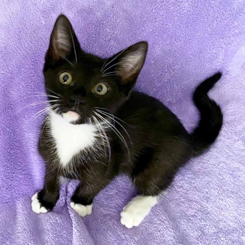 A baby medium-sized female Black & White / Tuxedo Domestic Short Hair cat named Athena for adoption in Lake Monroe, FL
