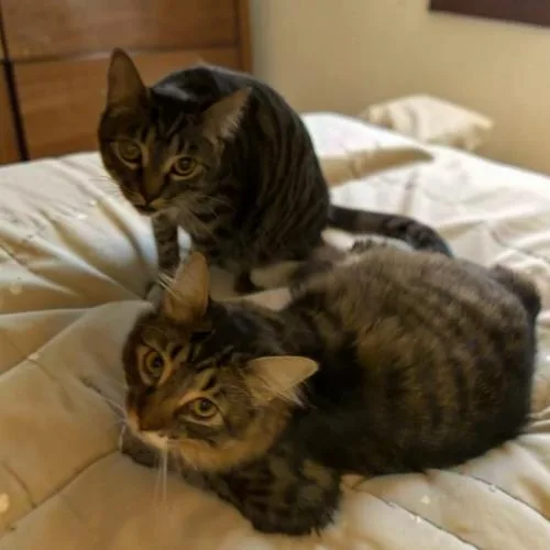 A baby medium-sized male Tabby (Brown / Chocolate) Domestic Short Hair cat named Boo for adoption in Gilbert, AZ