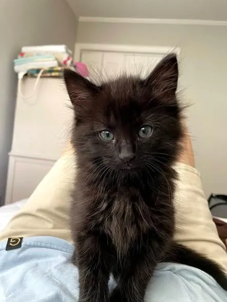 A baby small-sized male Domestic Medium Hair cat named Fish for adoption in Hartsville, SC