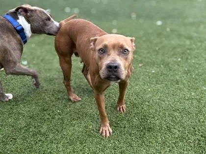 An adult medium-sized female Mixed Breed dog named Caprese for adoption in Gainesville, FL