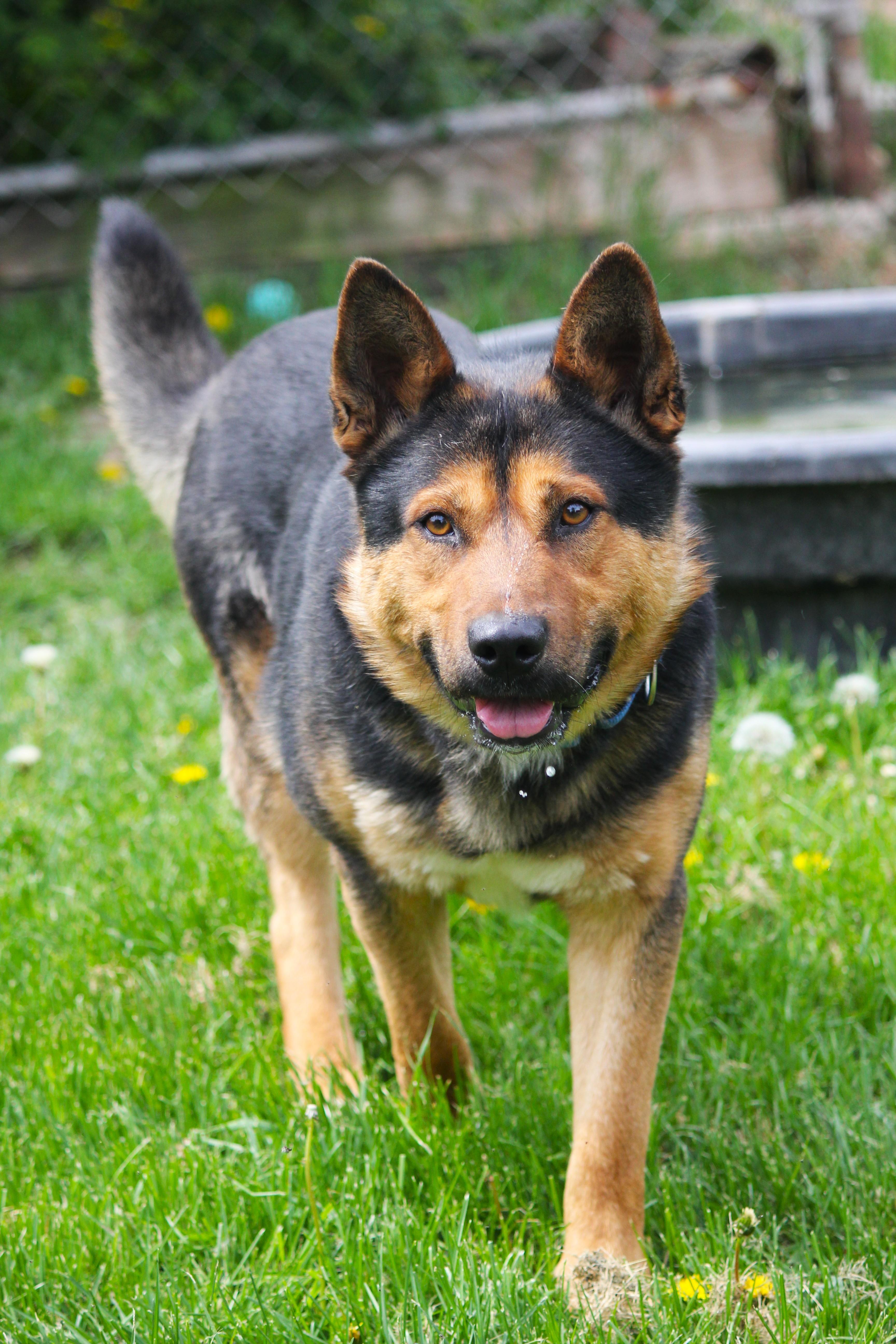 A young large-sized male German Shepherd Dog dog named Biscuit for adoption in Hayward, WI