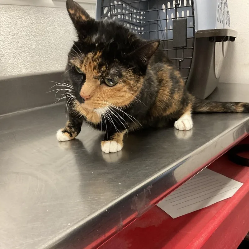 A senior large-sized female Domestic Short Hair cat named Hope for adoption in Las Vegas, NV