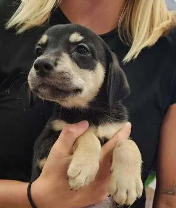 A baby small-sized male Brown / Chocolate Terrier dog named Alfie for adoption in Troy, AL