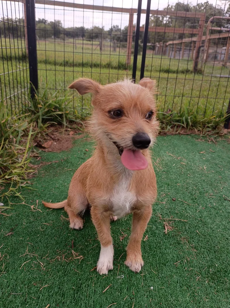 A young small-sized male Yellow / Tan / Blond / Fawn Border Terrier dog named GageLoves a good zoomie for adoption in Houston, TX