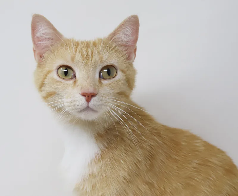 A young small-sized female Tabby (Orange / Red) Tabby cat named Kate Can't Be Any for adoption in Bedford Hills, NY
