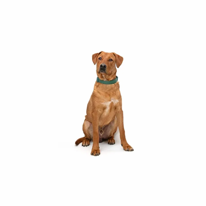 A young medium-sized male Brown / Chocolate Mixed Breed dog named Rufus for adoption in Playa Vista, CA