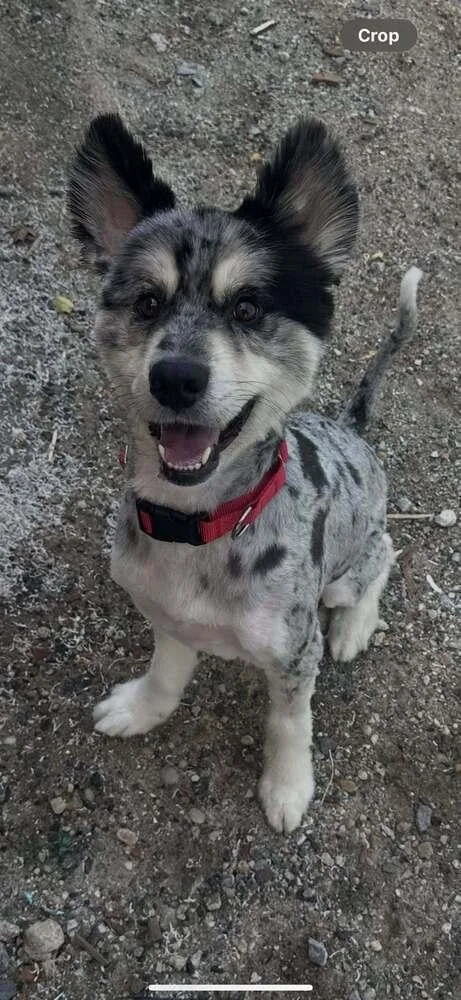 An adult medium-sized male Australian Shepherd dog named Alec for adoption in Huntington, NY