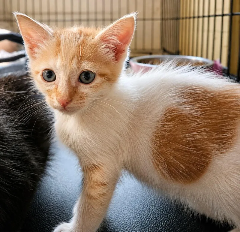 A baby medium-sized male Domestic Medium Hair cat named Drake Sypher for adoption in Parkville, MD