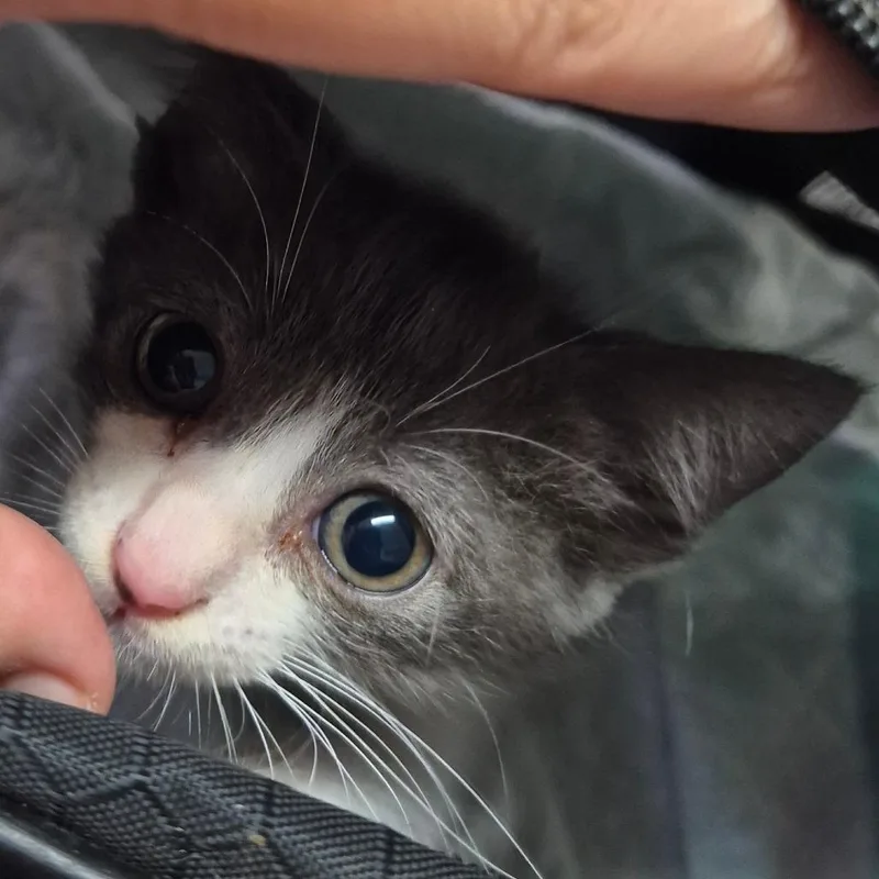 A baby small-sized male White Domestic Short Hair cat named Apache for adoption in Vieques, PR