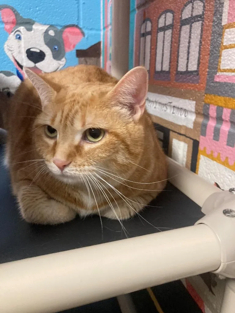 An adult medium-sized female Domestic Short Hair cat named Cholula aka Clemy for adoption in Burnsville, NC