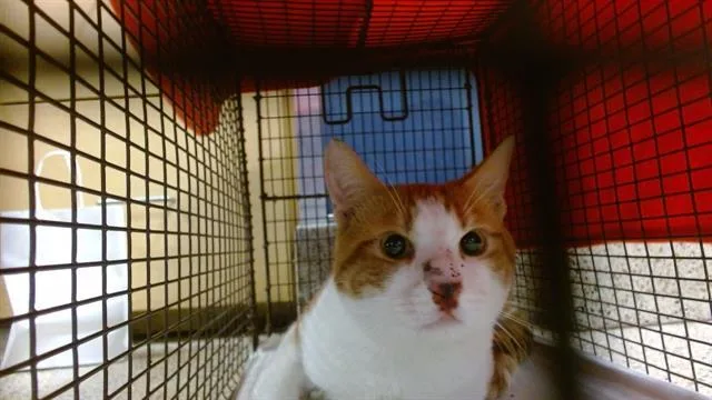A young small-sized male Domestic Short Hair cat named Garfield for adoption in Miami, FL