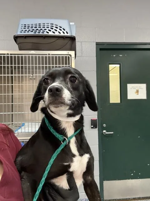 An adult small-sized female Chihuahua dog named Oreo for adoption in Riverside, CA