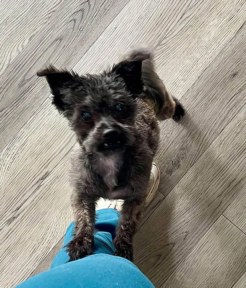 An adult small-sized male Brindle Maltese dog named Mugsy for adoption in Grosse Pointe Park, MI