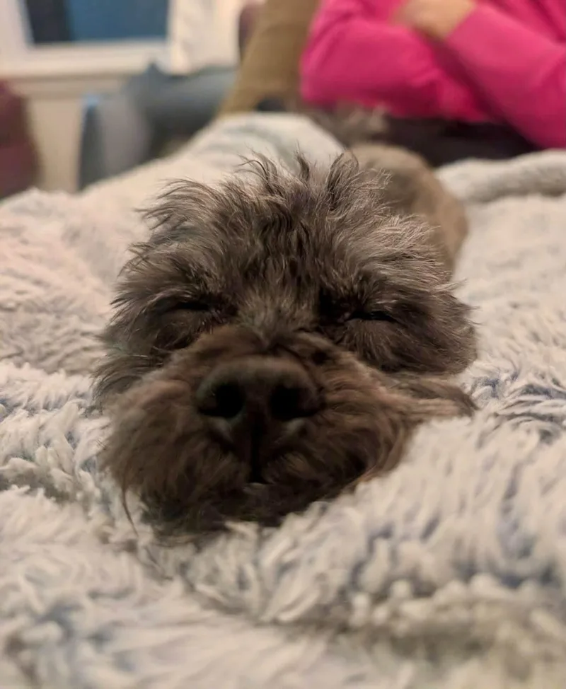 Mugsy thumbnail 4