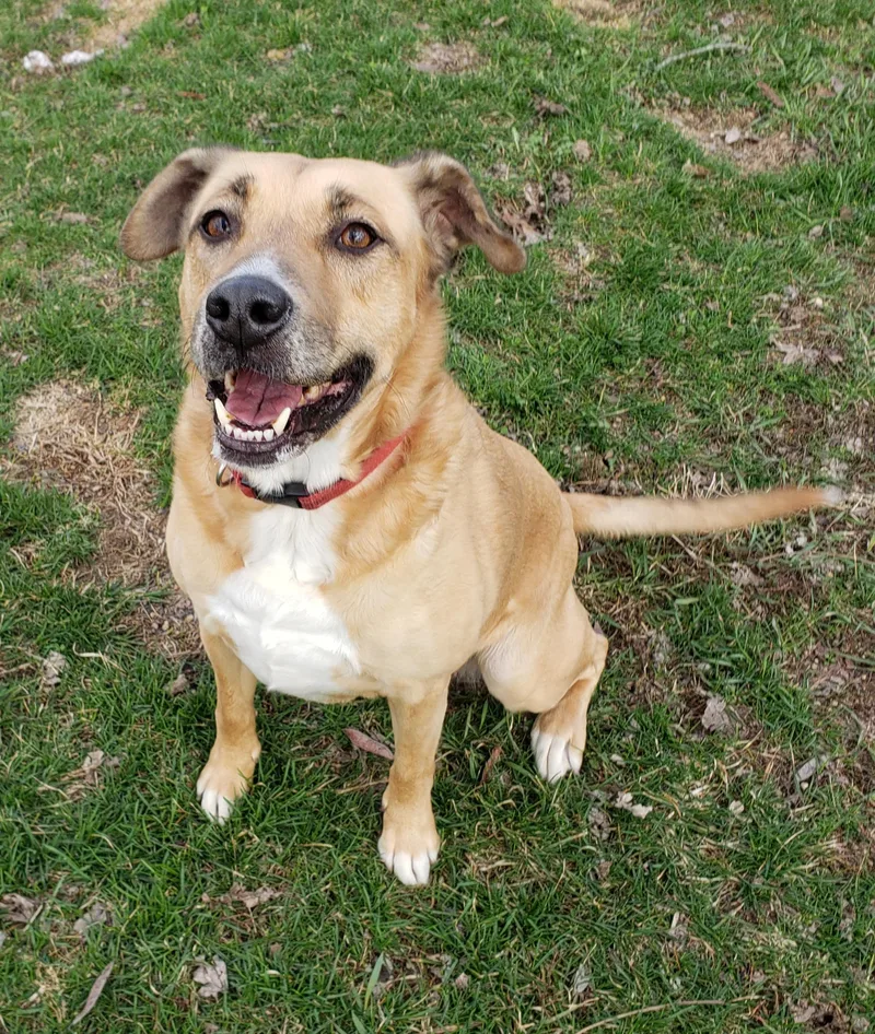 An adult medium-sized female Golden Mixed Breed dog named Annie for adoption in Middlebury, IN