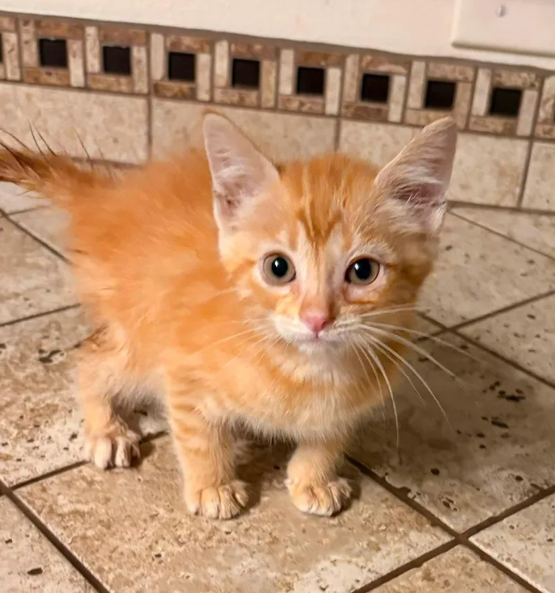 A baby small-sized male Black Domestic Short Hair cat named Jay for adoption in Clarksville, TN