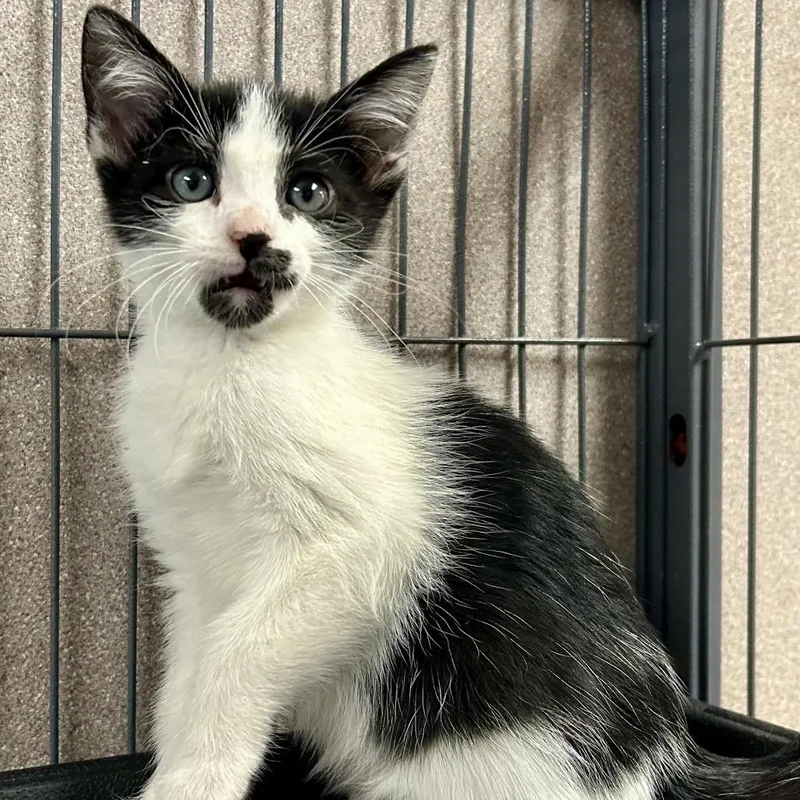 A baby small-sized female Black Domestic Short Hair cat named Lover for adoption in St Joseph, MO