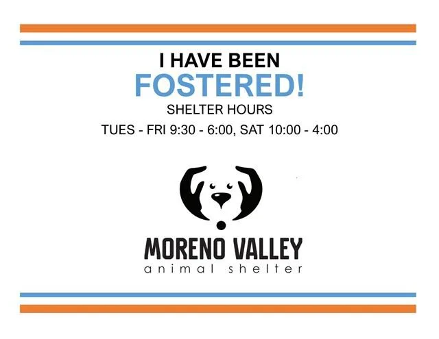 A baby small-sized female Terrier dog named Lily for adoption in Moreno Valley, CA