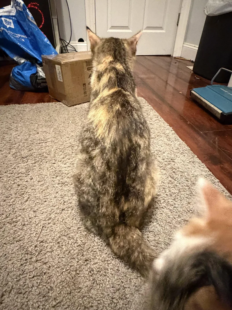 An adult medium-sized female Domestic Short Hair cat named Bella for adoption in Wheaton, IL