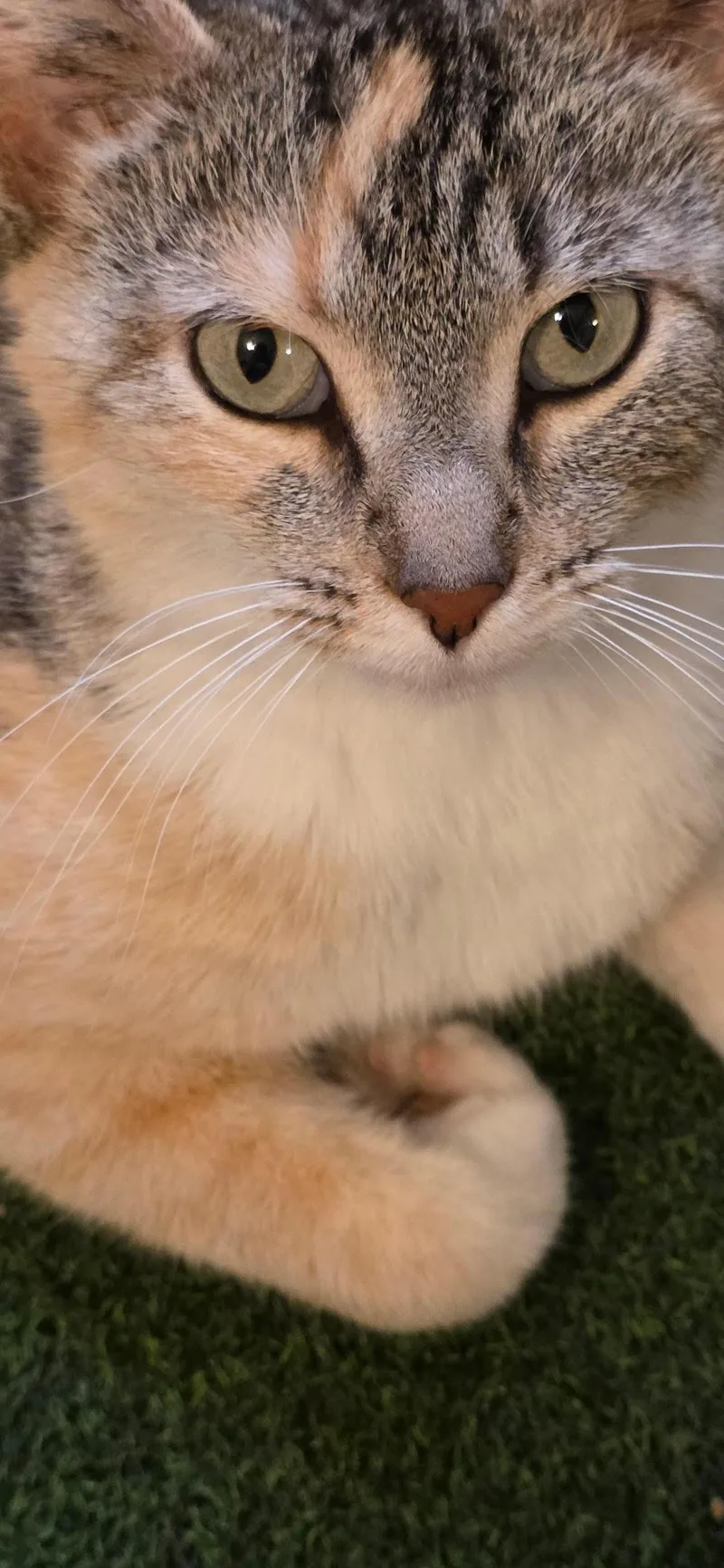 Bella thumbnail 3