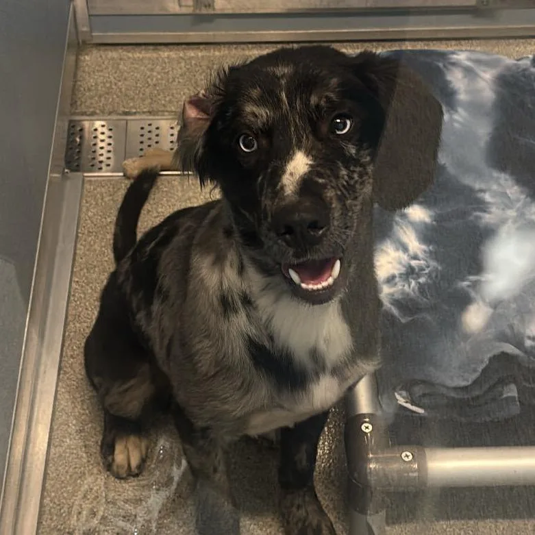 A young medium-sized male Poodle dog named Drax for adoption in Matteson, IL