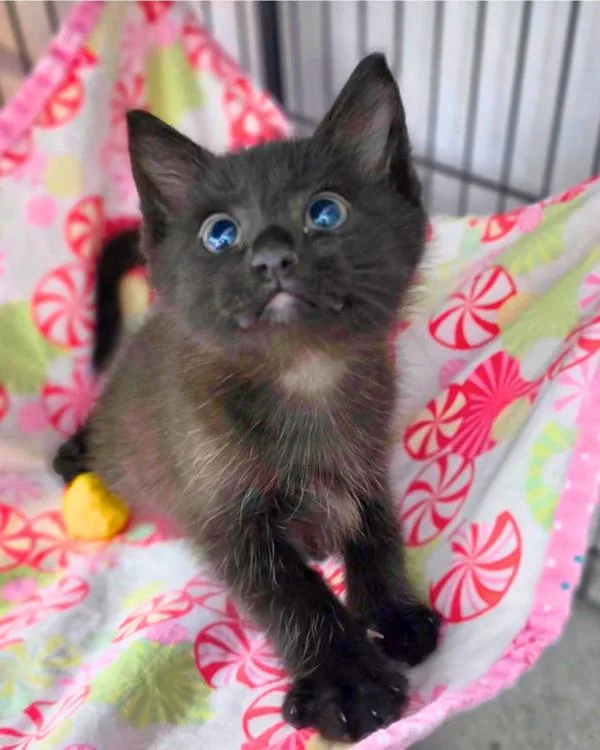 A baby small-sized male Domestic Medium Hair cat named Howler for adoption in Novato, CA