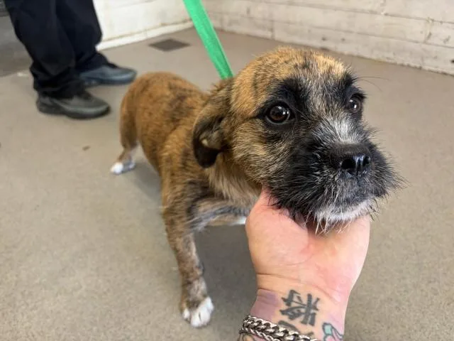 A young small-sized female Terrier dog named Calista for adoption in San Bernardino, CA