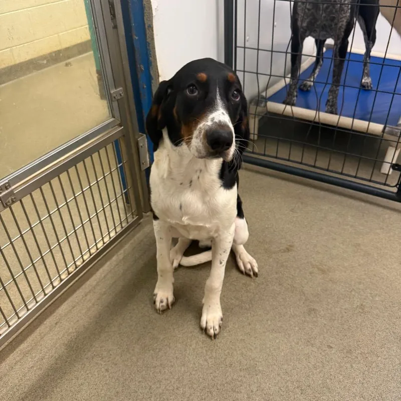 A young medium-sized male Black Coonhound dog named Gilbert for adoption in Rocky Mount, VA