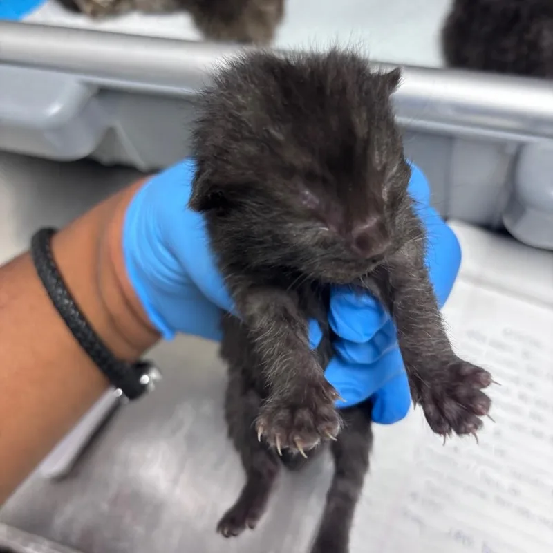 A baby small-sized female Black Domestic Short Hair cat named Benton for adoption in Memphis, TN