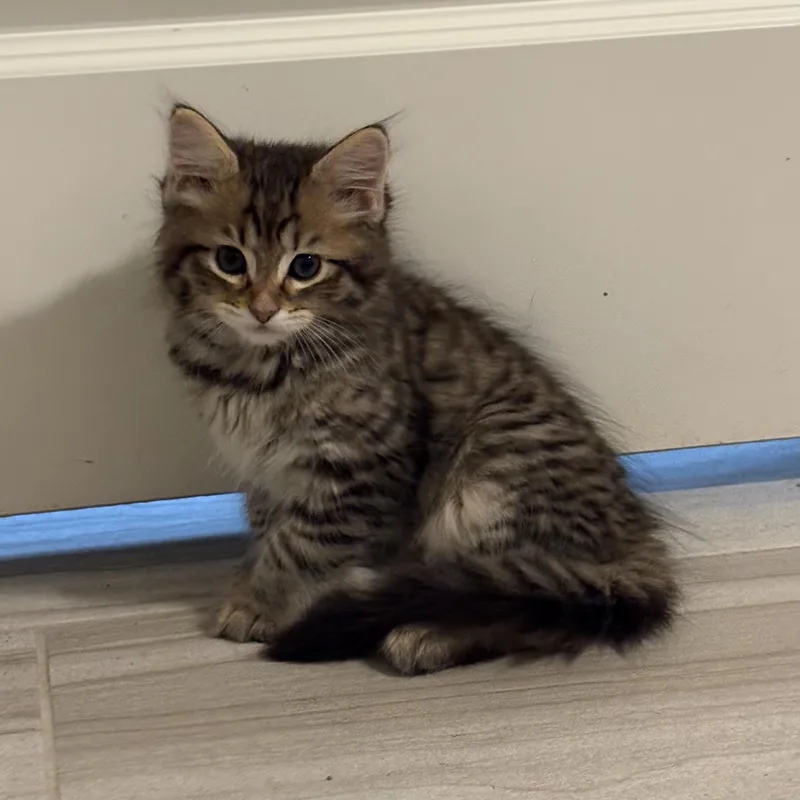 A young small-sized male Tabby (Buff / Tan / Fawn) Domestic Medium Hair cat named Buzz for adoption in Bentonville, AR
