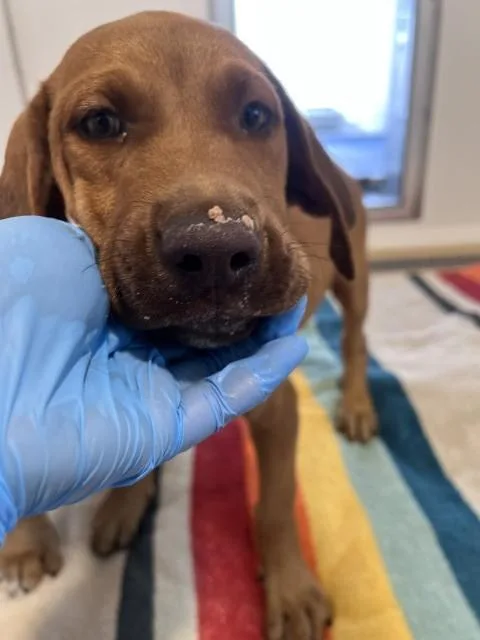 A baby small-sized female Bloodhound dog named Honey for adoption in San Bernardino, CA