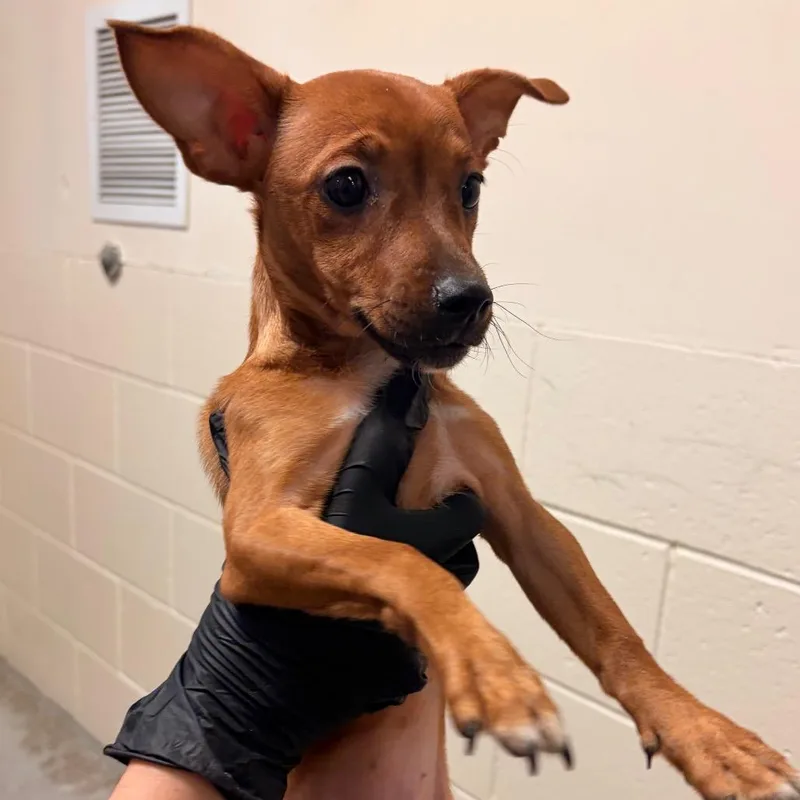 A baby small-sized female Chihuahua dog named Sharon for adoption in Reno, NV