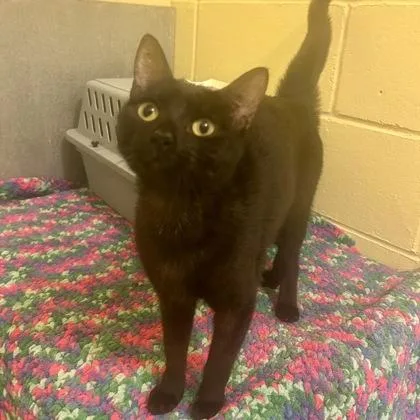 An adult small-sized female Domestic Short Hair cat named Lemonade for adoption in East Montpelier, VT