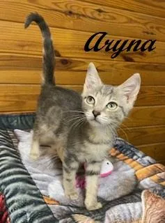 A baby medium-sized female Tabby (Gray / Blue / Silver) Tabby cat named Aryna for adoption in Southern Pines, NC