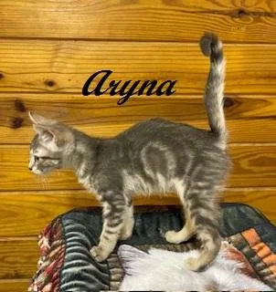 Aryna thumbnail 2