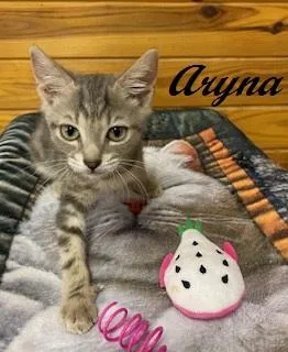 Aryna thumbnail 3